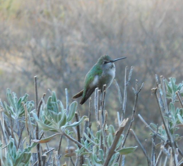 Hummingbirds from backyards and beyond